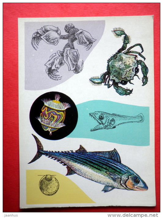 Barnacle Lepas - crab Portunus - Bonito fish - Spirorbis - Marine Life - 1979 - Russia USSR - unused - JH Postcards