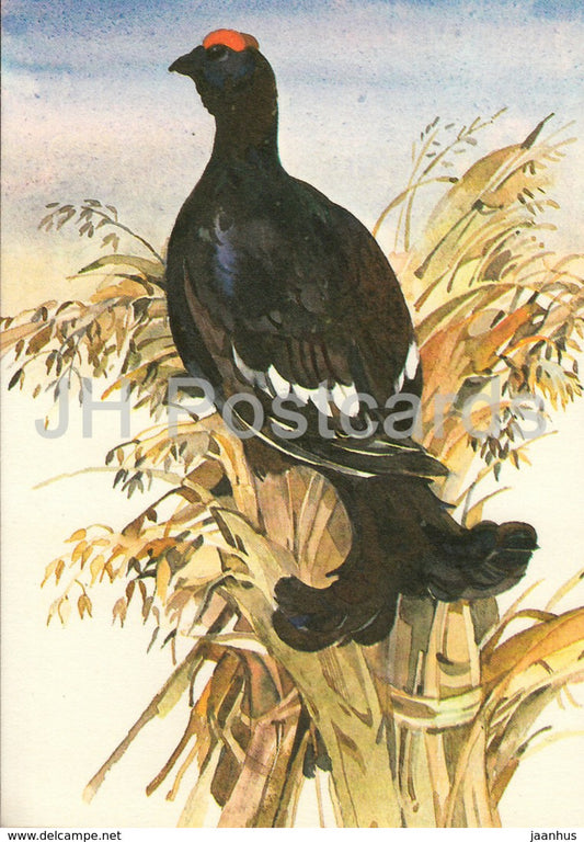 New Year Greeting Card by T. Tulev - Black grouse - Lyrurus tetrix - birds - 1986 - Estonia USSR - unused - JH Postcards