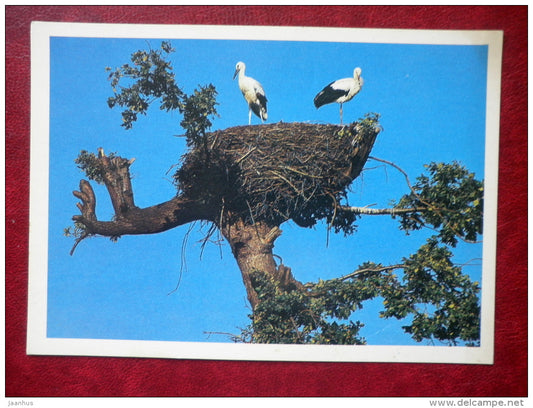White Stork - Ciconia ciconia - birds - 1981 - Russia - USSR - used - JH Postcards