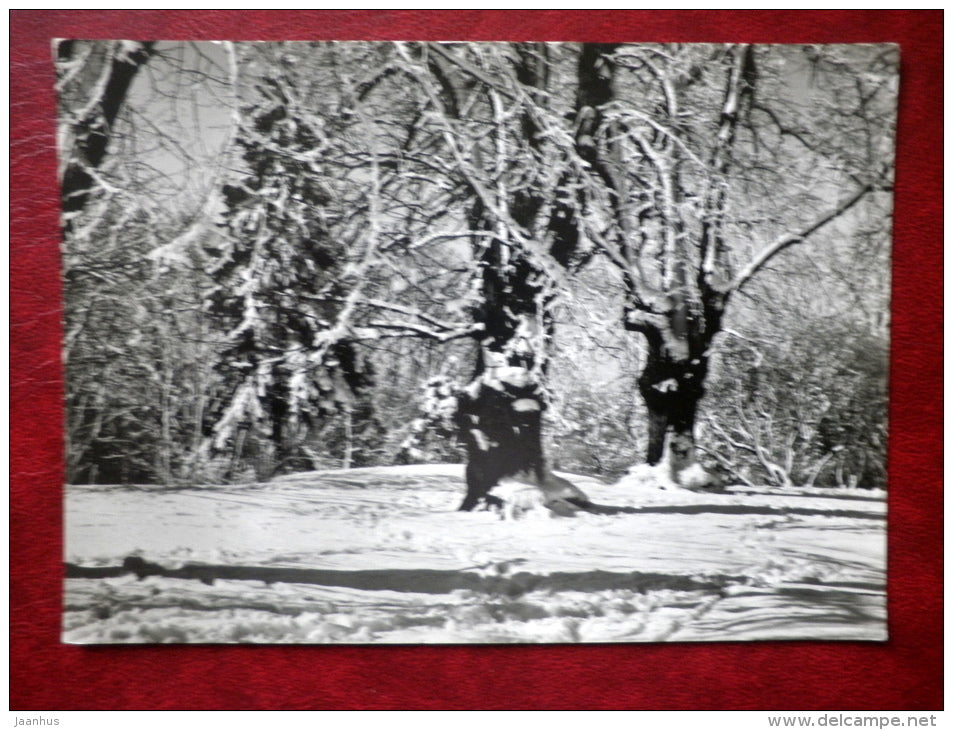 New Year Greeting card - winter forest - 1967 - Estonia USSR - used - JH Postcards