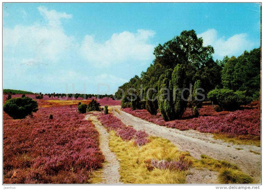 Lüneburgr Heide - Das Heidekraut - plants - Germany - 1989 gelaufen - JH Postcards