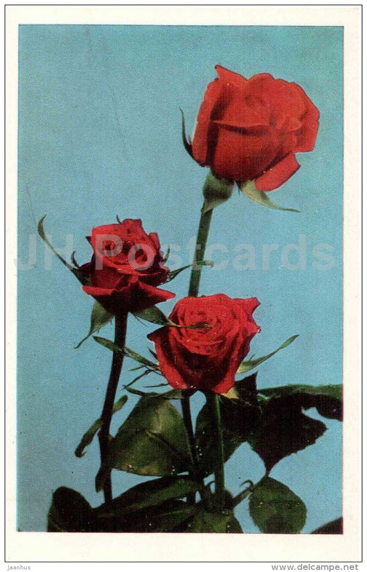 red roses - flowers - Russia USSR - unused - JH Postcards