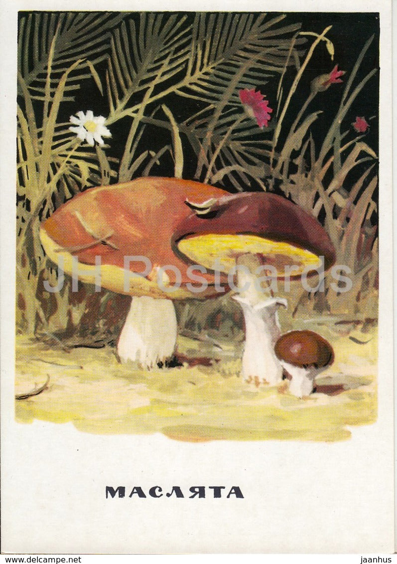 Suillus - mushrooms - illustration - 1971 - Russia USSR - unused - JH Postcards