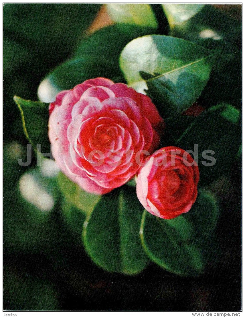 Japanese camellia - Camellia japonica - flowers - Sochi Dendrarium - 1972 - Russia USSR - unused - JH Postcards