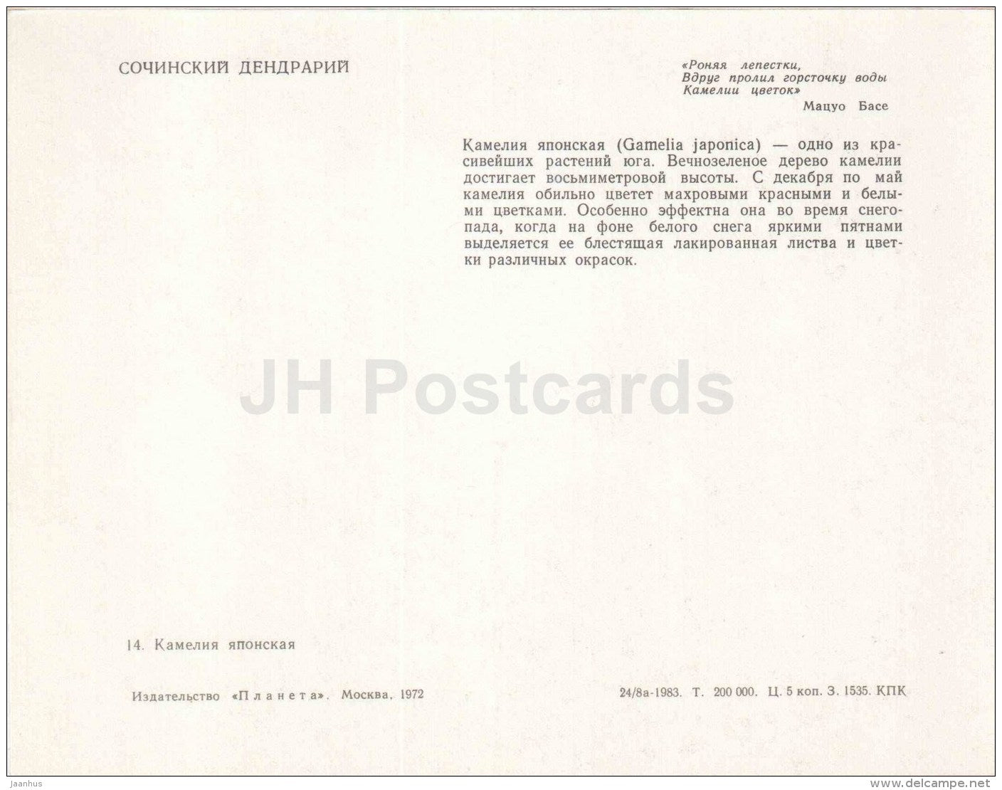 Japanese camellia - Camellia japonica - flowers - Sochi Dendrarium - 1972 - Russia USSR - unused - JH Postcards