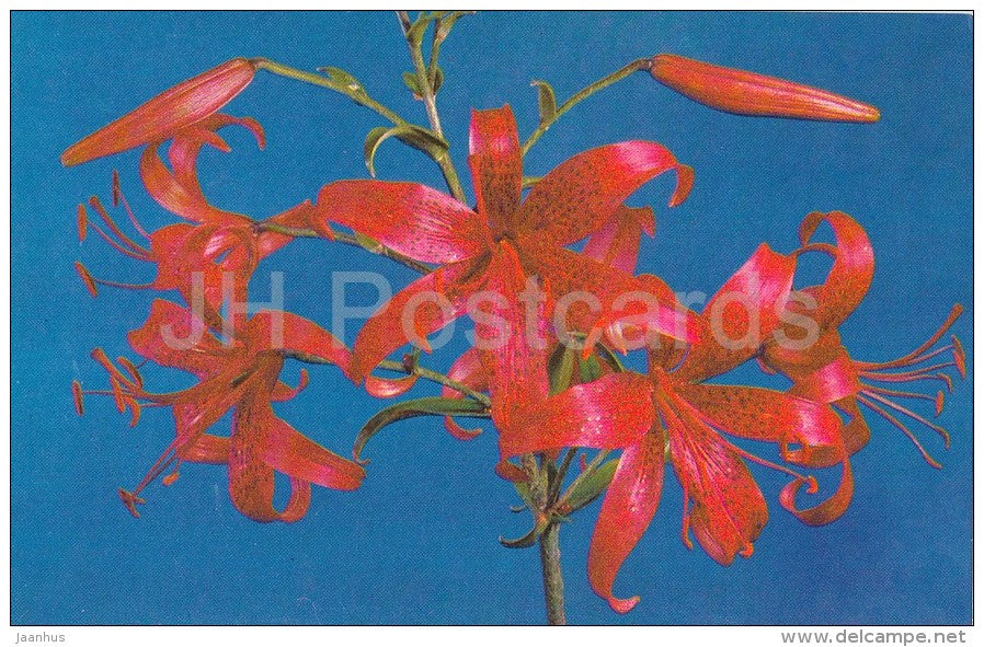 Redstart - flowers - Lily - Russia USSR - 1981 - unused - JH Postcards