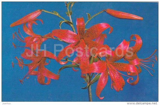 Redstart - flowers - Lily - Russia USSR - 1981 - unused - JH Postcards