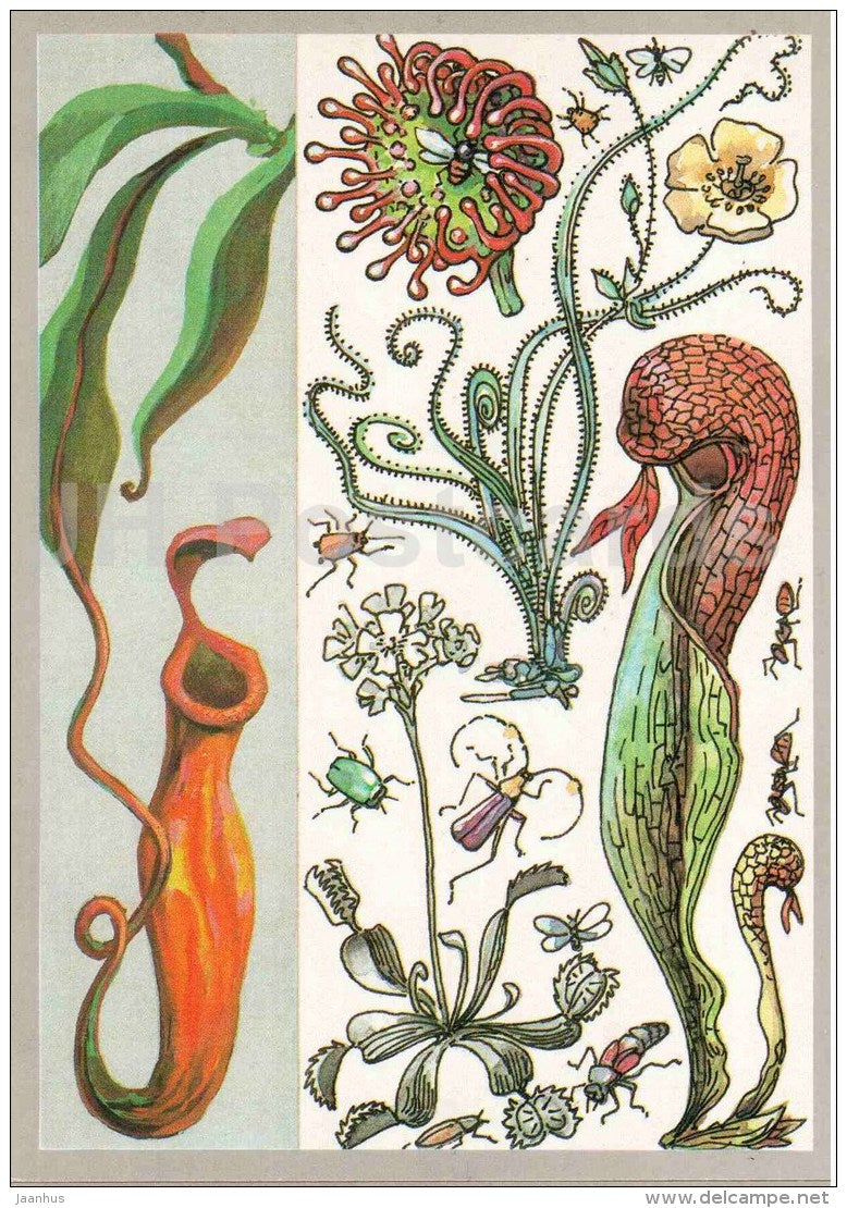 Drosophyllum - Spoon-leaf Sundew - nepenthes - Carnivorous Plants - Amazing Plants - 1989 - Russia USSR - unused - JH Postcards