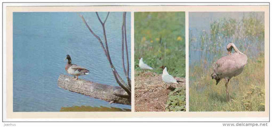 Duck - Gull -  birds - Lapland reserve - 1980 - Russia USSR - unused - JH Postcards