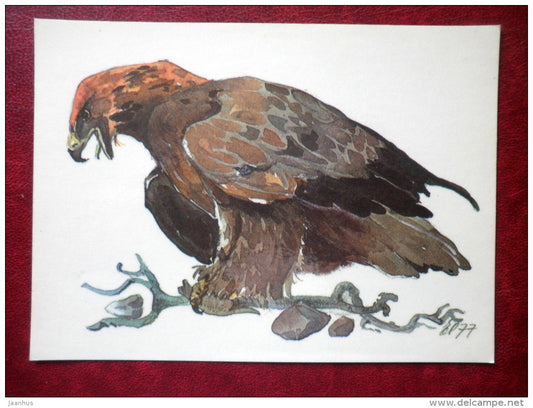Golden Eagle - Aquila chrysaetos - illustration by E. Pikk - birds - 1979 - Estonia USSR - unused - JH Postcards