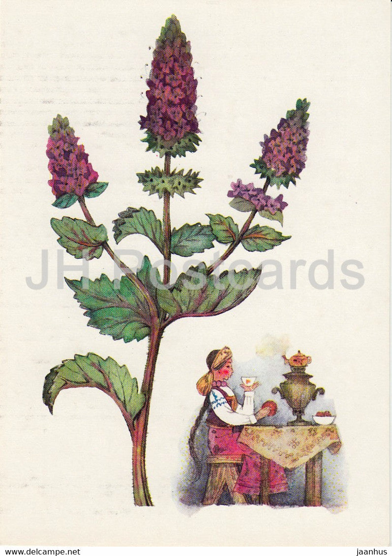 Peppermint - Spice Plants - 1986 - Russia USSR - unused - JH Postcards