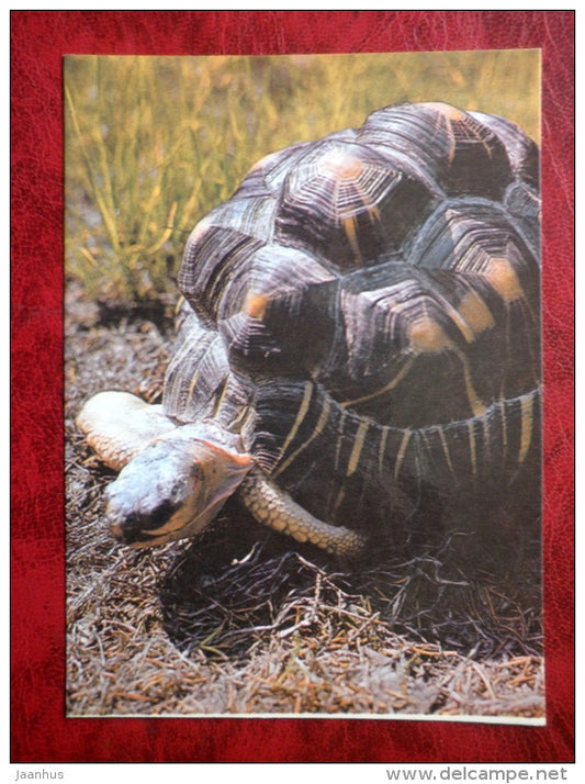 Radiated tortoise - Testudo radiata - turtles - animals - Tallinn Zoo - 1989 - Estonia - USSR - unused - JH Postcards