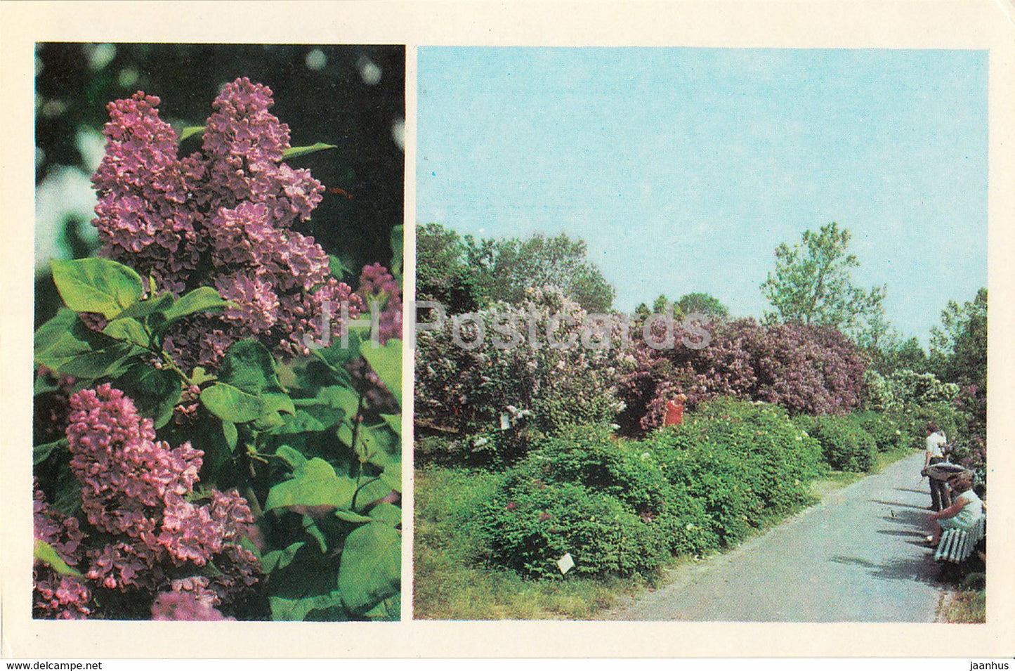 Central State Botanical Garden of Ukraine SSR - Lilac - flowers - 1978 - Ukraine USSR - unused - JH Postcards