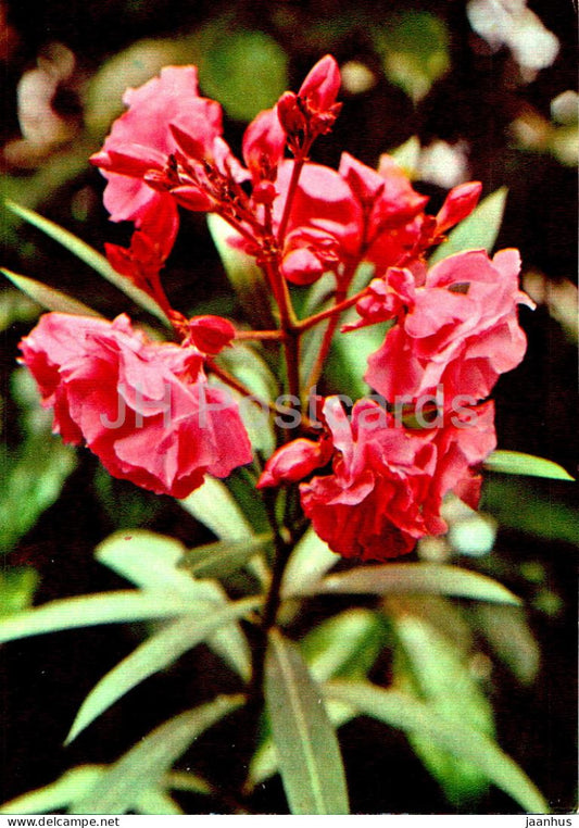 Nerium oleander - Oleander - Medicinal Plants - 1977 - Russia USSR - unused - JH Postcards