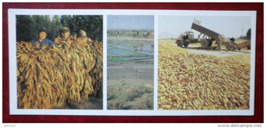 drying tobacco - rice fields - harvesting maize - 1984 - Kyrgystan USSR - unused - JH Postcards