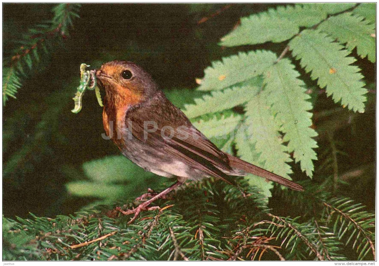 European robin - Erithacus rubecula - bird - Estonian Birds - 1987 - Estonia USSR - unused - JH Postcards