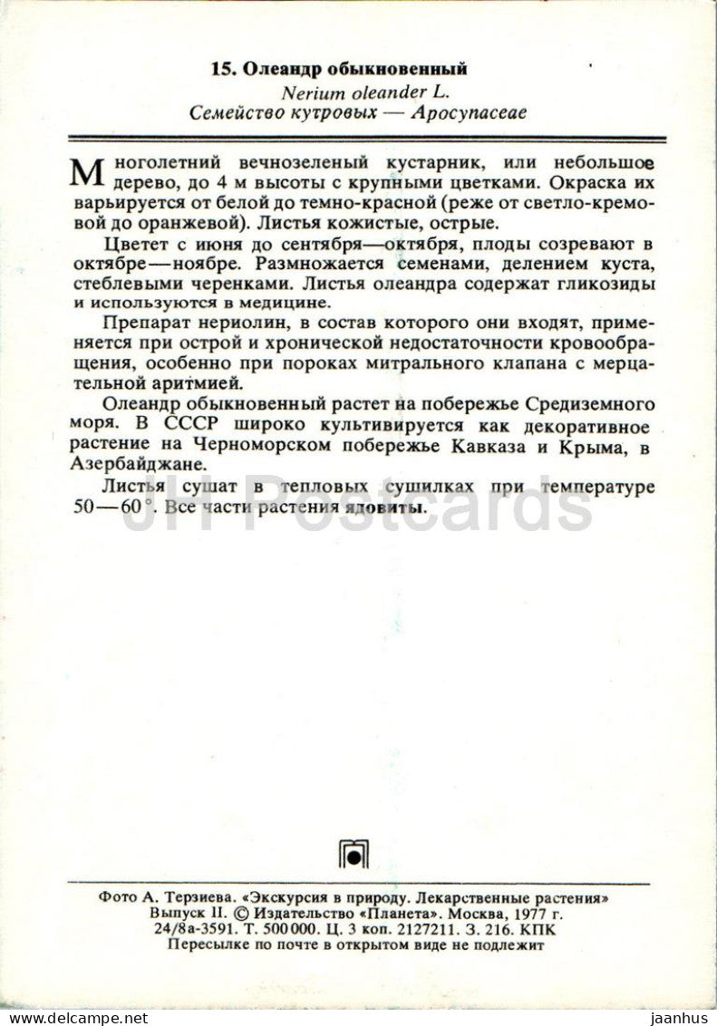 Nerium oleander - Oleander - Plantes médicinales - 1977 - Russie URSS - inutilisé 