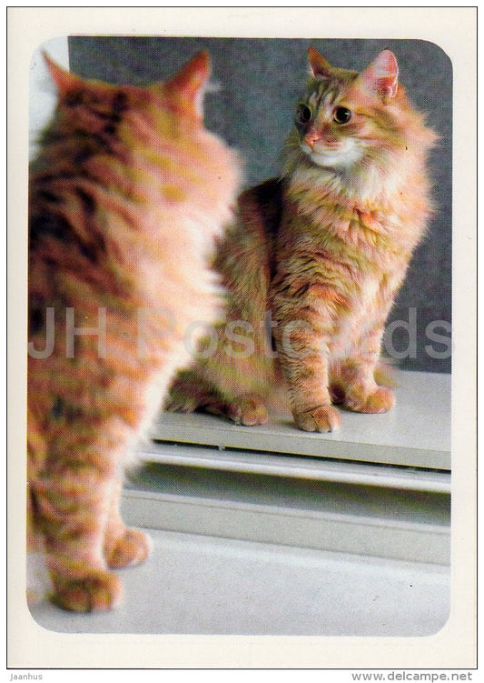 Longhair Cat - cats - Russia USSR - 1989 - unused - JH Postcards