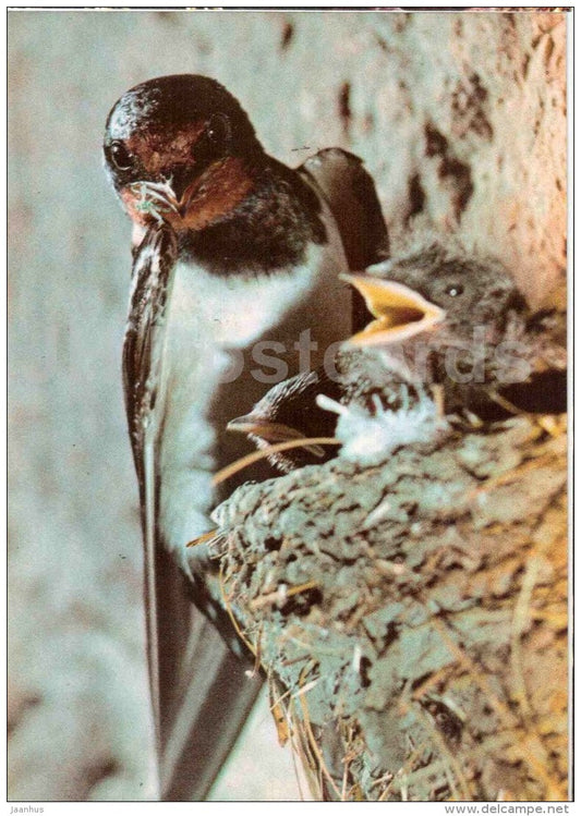 Barn swallow - Hirundo Rustica - bird - Estonian Birds - 1987 - Estonia USSR - unused - JH Postcards