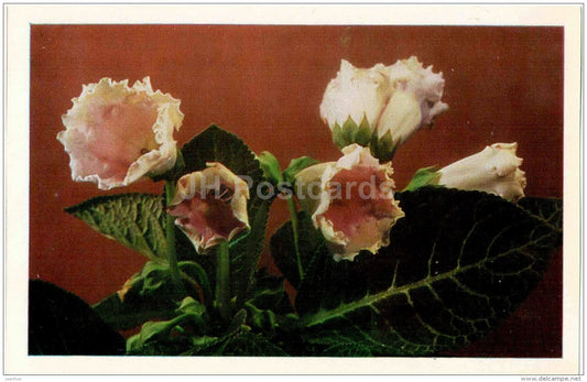 Gloxinia - flowers - Russia USSR - unused - JH Postcards