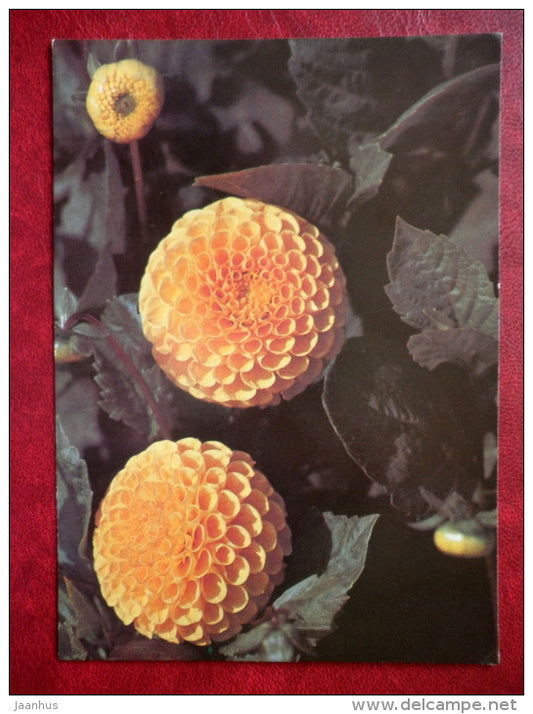 yellow dahlia - flowers - 1982 - Russia USSR - unused - JH Postcards