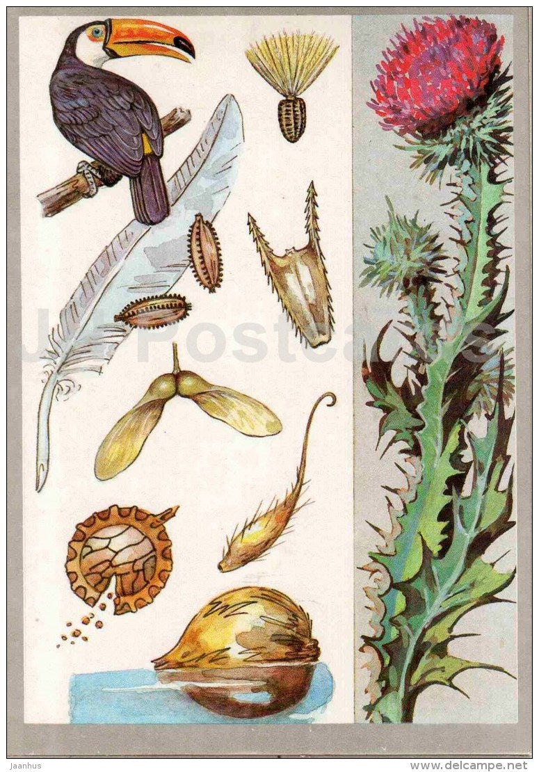 bird - Cotton thistle - Seeds Travelers - Amazing Plants - 1989 - Russia USSR - unused - JH Postcards