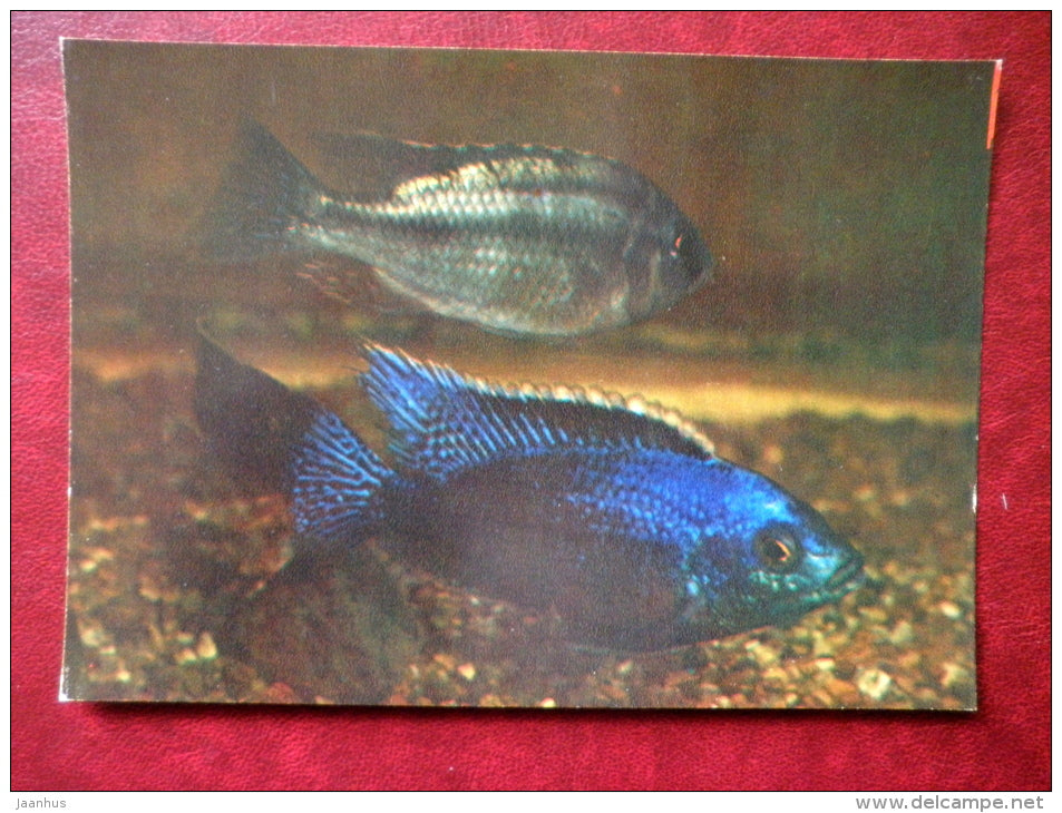 Haplochromis boadzulu- aquarium fishes - 1982 - Russia USSR - unused - JH Postcards