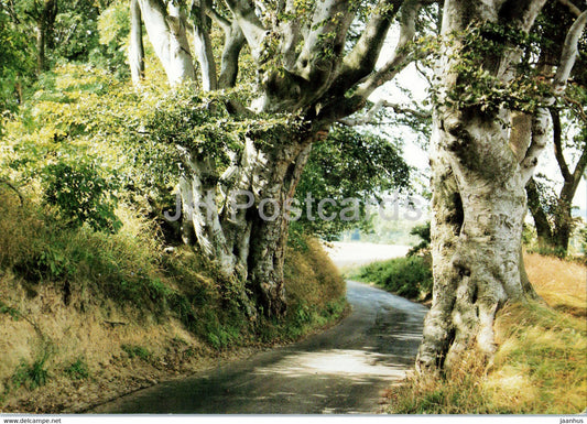 Djursland - Hulvej ved Katholm - Denmark - unused - JH Postcards