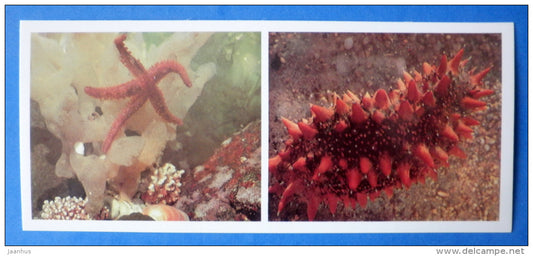 Starfish , Lysastrosoma anthosticta - The Far Eastern sea cucumber - Japanese sea - 1977 - Russia USSR - unused - JH Postcards