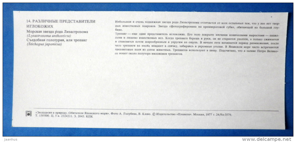 Starfish , Lysastrosoma anthosticta - The Far Eastern sea cucumber - Japanese sea - 1977 - Russia USSR - unused - JH Postcards