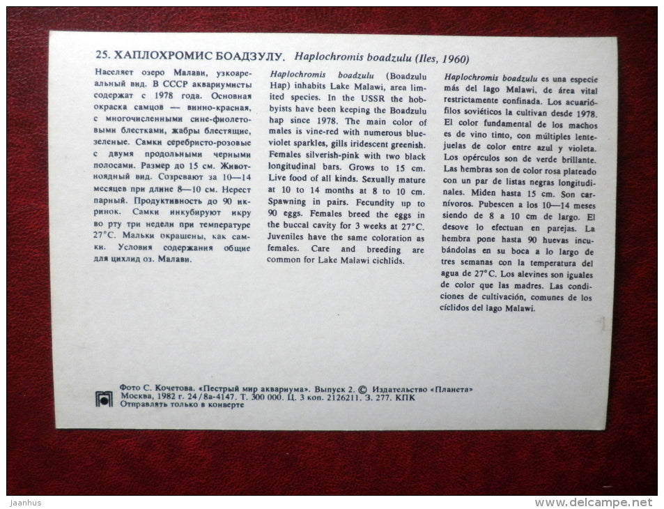 Haplochromis boadzulu- aquarium fishes - 1982 - Russia USSR - unused - JH Postcards
