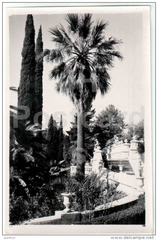 dendrarium - corner in the park - palm tree - Sochi - photo card - 1959 - Russia USSR - unused - JH Postcards