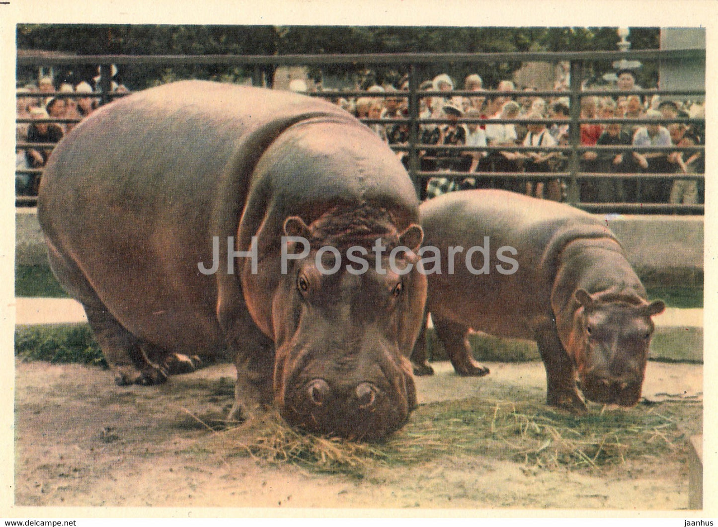Hippopotamus Greta - Moscow Zoo - 1963 - Russia USSR - unused - JH Postcards