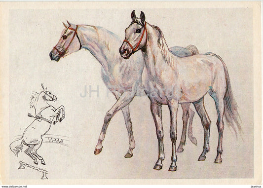 Tersk horse - illustration by A. Glukharev - horses - animals - 1988 - Russia USSR - unused - JH Postcards