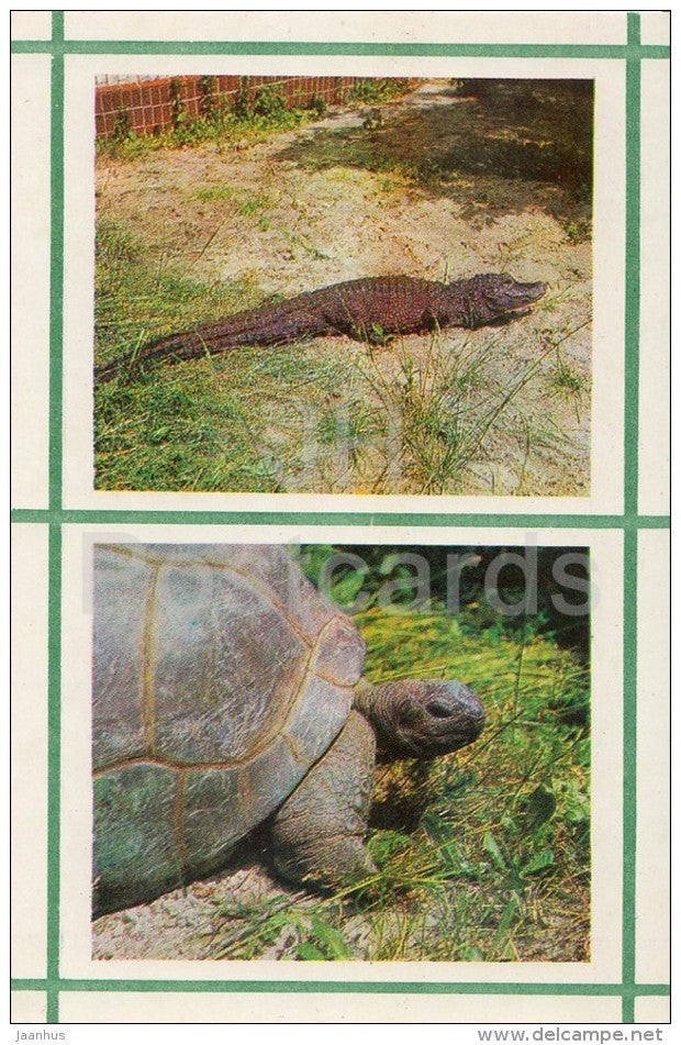 Tutrle - Crocodile - Kiev Kyiv Zoo - 1976 - Ukraine USSR - unused - JH Postcards