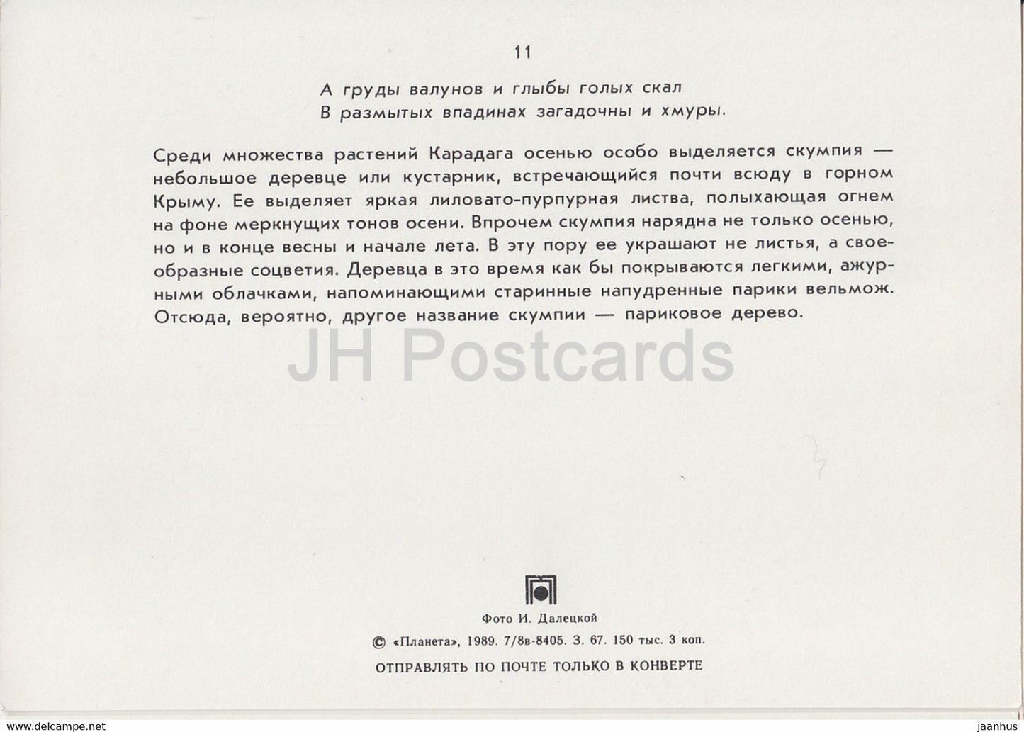 Karadag - Scumpia-Baum - Pflanzen - Krim - 1989 - Ukraine UdSSR - unbenutzt