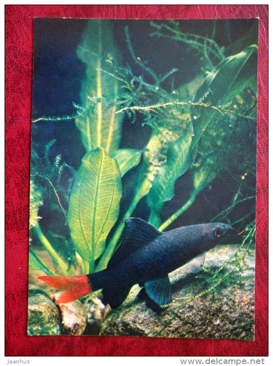 Red-tailed black shark - Epalzeorhynchos bicolor - aquarium fishes - 1980 - Russia USSR - unused - JH Postcards