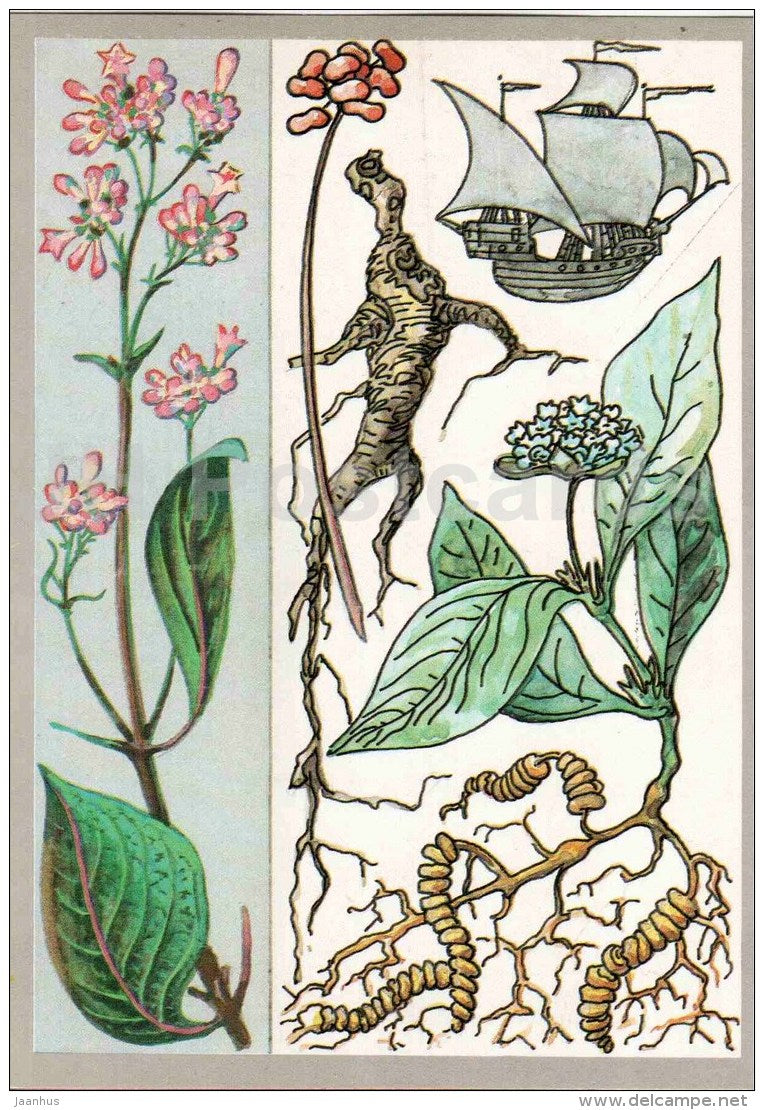 sailing ship - ipecac - ginseng - cinchona - Medicinal plants - Amazing Plants - 1989 - Russia USSR - unused - JH Postcards
