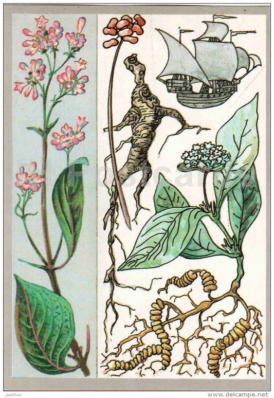 sailing ship - ipecac - ginseng - cinchona - Medicinal plants - Amazing Plants - 1989 - Russia USSR - unused - JH Postcards