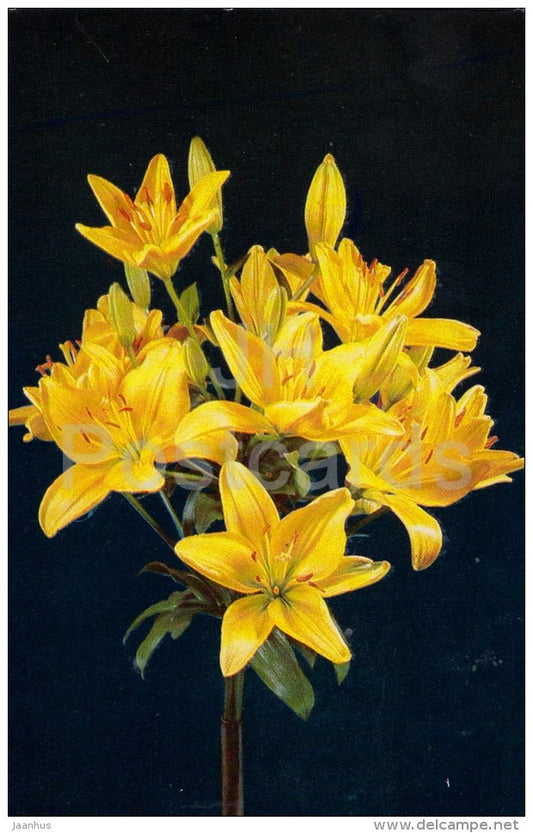 Connecticut King - flowers - Lily - Russia USSR - 1981 - unused - JH Postcards