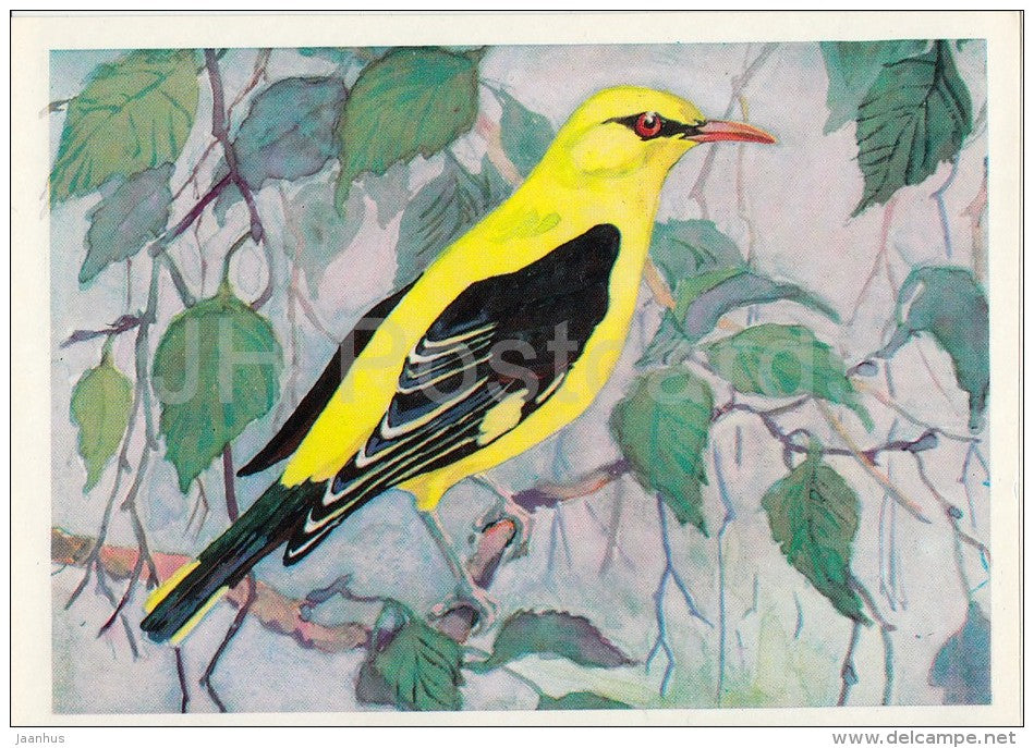 Eurasian golden oriole - Oriolus oriolus - Birds of Russian Forest - 1979 - Russia USSR - unused - JH Postcards