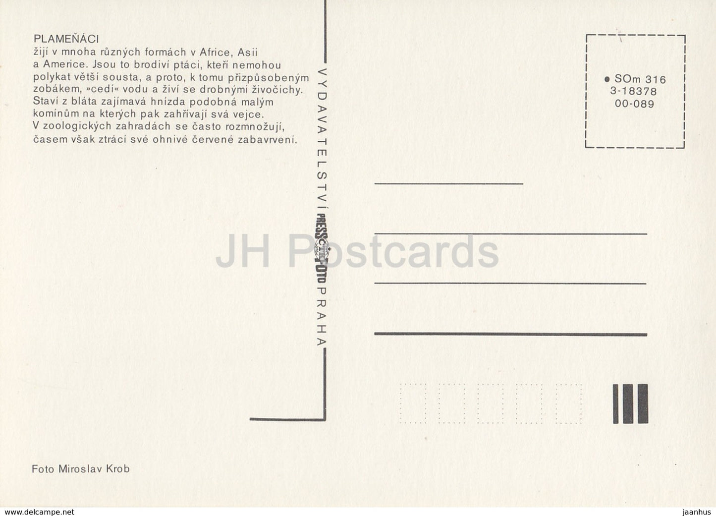 Flamengo - birds - Zoo - Czechoslovakia - Czech Republic - unused