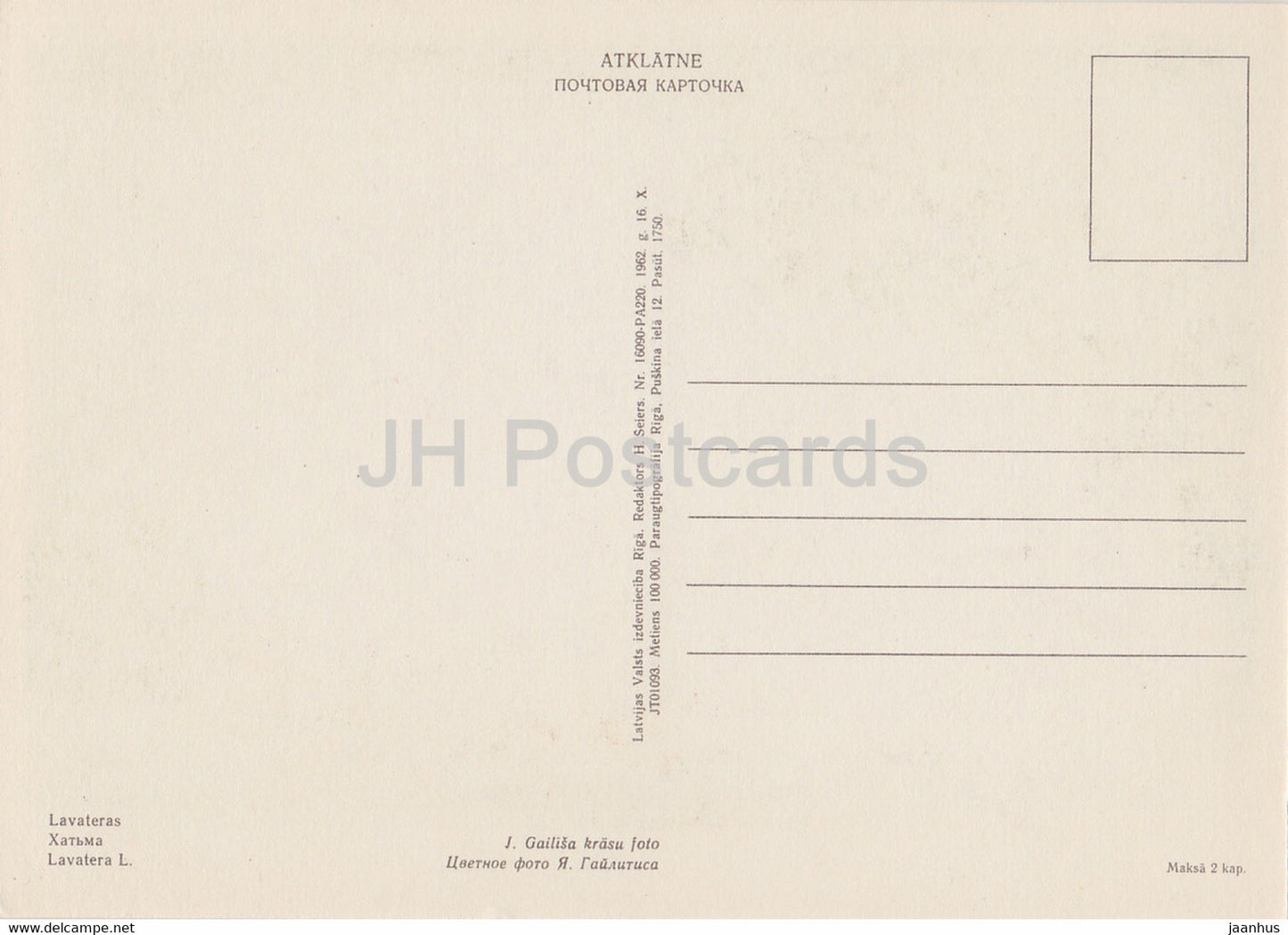 Tree mallows - Lavatera - flowers - plants - 1962 - Latvia USSR - unused