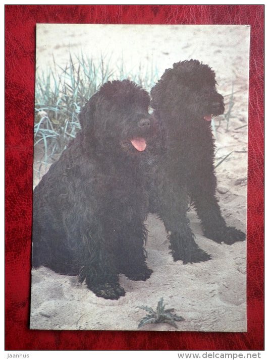 Black Russian Terrier - dogs - 1987 - Estonia - USSR - unused - JH Postcards