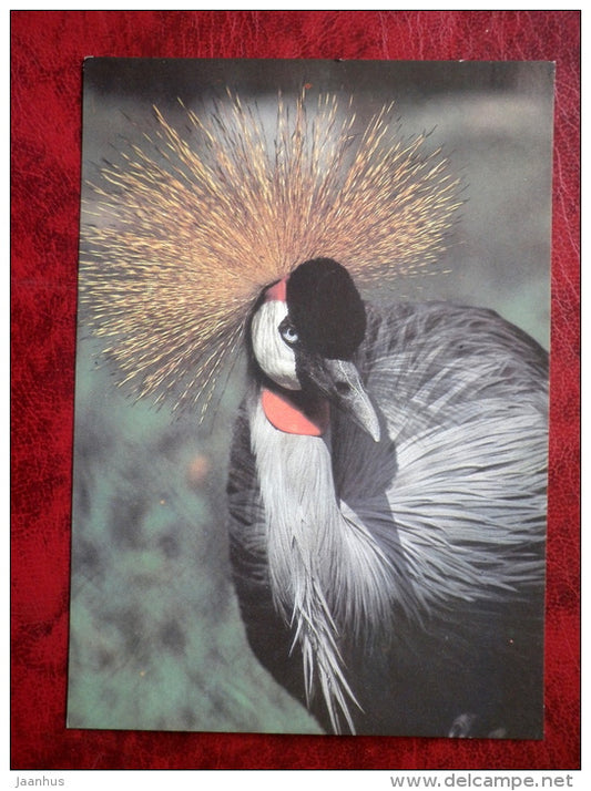 Black Crowned Crane - Balearica pavonina - birds - 1989 - Russia - USSR - unused - JH Postcards