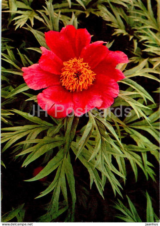 Paeonia anomala - Peony - Medicinal Plants - 1977 - Russia USSR - unused - JH Postcards