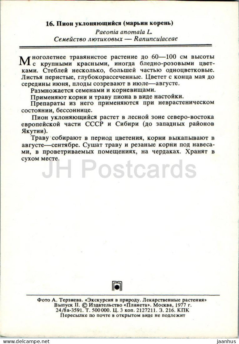 Paeonia anomala - Pivoine - Plantes médicinales - 1977 - Russie URSS - inutilisé 