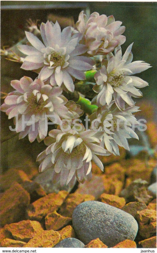 Gymnocalycium anisitsii - cactus - flowers - 1974 - Russia USSR - unused - JH Postcards