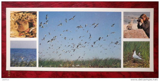 Matsalu National Park - seagulls - birds - 1983 - Estonia - USSR - unused - JH Postcards