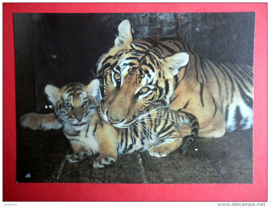Bengal tiger , Panthera tigris tigris - animals - 1989 - Russia USSR - unused - JH Postcards